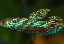 BETTA SMARAGDINA L