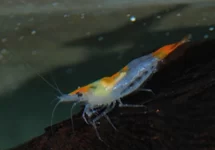 ORANGE RILI TAIL GARNAAL