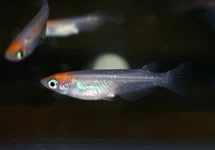 JAPANSE RIJSTVIS  KOHAKU