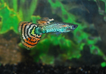 GUPPY SNAKESKIN MOSAIC MALE