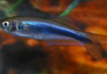 BLAUWE TETRA MICROLEPIS