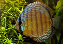 DISCUS PURUS