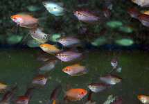 MIXED GOURAMI