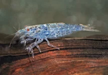 ATYOIDA PILIPES M