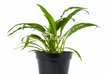 Cryptocoryne albida (costata) - PE