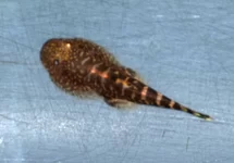 GASTROMYZON OCCELATUS L