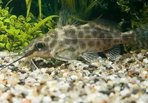 SYNODONTIS ALBERTI M