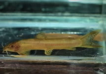 AMPHILIUS RHEOPHILUS M