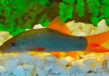 YASUHIKOTAKIA MODESTA
