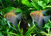 MAANVIS RIO NEGRO