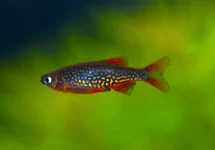 GALAXY DANIO