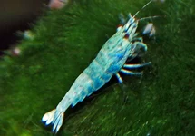 CARIDINA CANTONENSIS BLUE BOLT M