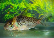 CORYDORAS DELPHAX