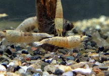 SNOW WHITE SHRIMP