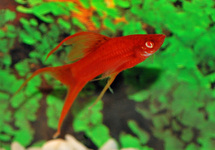 SCHWERTTRÄGER ROT RED EYE