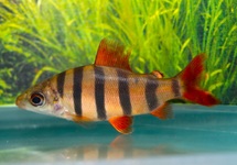 ZEBRA DISTICHODUS