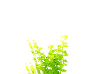 Lysimachia aurea in terracotta