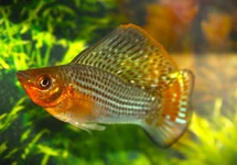 POECILIA LATIPINNA M