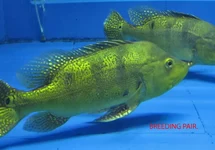 PAUWOOGBAARS KELBERI XL
