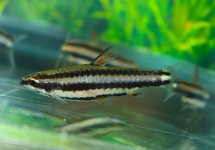ZIERSALMLER PERU