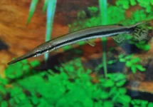 SPOTTED GAR
