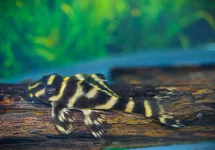 L333 HYPANCISTRUS SP. S