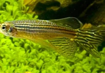 DANIO ZÈBRE VOILE