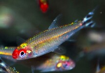 FIREHEAD TETRA