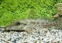 GIRAFFE CATFISH