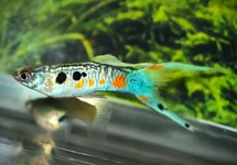 GUPPY WIENER SMARAGD MANN