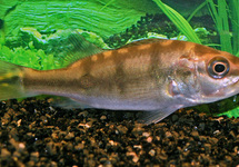 CICHLASOMA ARAGUAIENSE M