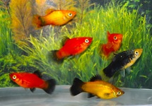PLATY ASSORTIS