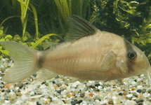 BANDIT CORY