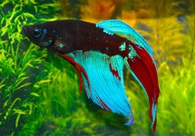 KEMPVIS SPLENDENS BLAUW ZWART MAN