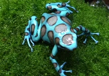 DENDROBATE DORÉ BRONZE