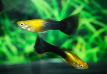 POEC. RET. GOLDHEAD BLACK MALE M