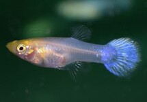 GUPPY BLANCHE NEIGE (FEMELLE)