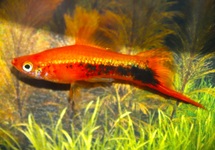 SWORDTAIL RED SPOTTED
