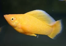POECILIA LATIPINNA ORANGE L