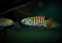 DARIO TIGRIS (MYANMAR) M