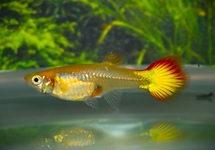 GUPPY SUNSET FRAU
