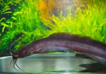 EEL CATFISH