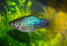 PLATY NEON BLAU SPOTTED
