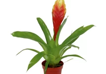 Vriesea mix - PT