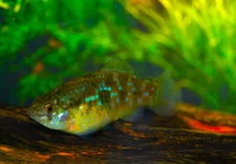 JORDANELLA FLORIDAE S