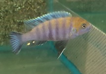 MALAWI CICHLIDE AFRA COBUE
