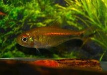 TETRA MONILIGER