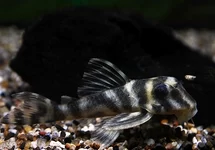 L199 HYPANCISTRUS FURUNCULUS  L