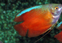 ZWERGFADENFISCH ROT MANN