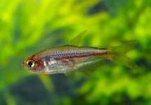 PIRANGA ZALM